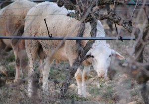 Foto ovejas en el viñedo de la bodega Vinyes d'Olivardots