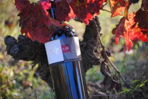 Foto botella vino tinto de la colección Vd'O varietales de terroir: Cariñena con suelo pizarra.