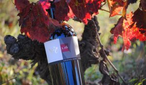 Foto botella vino tinto de la colección Vd'O varietales de terroir: Cariñena con pizarra